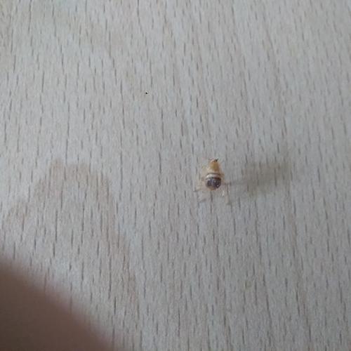 Réf. 263 202 : Planuncus vinzi